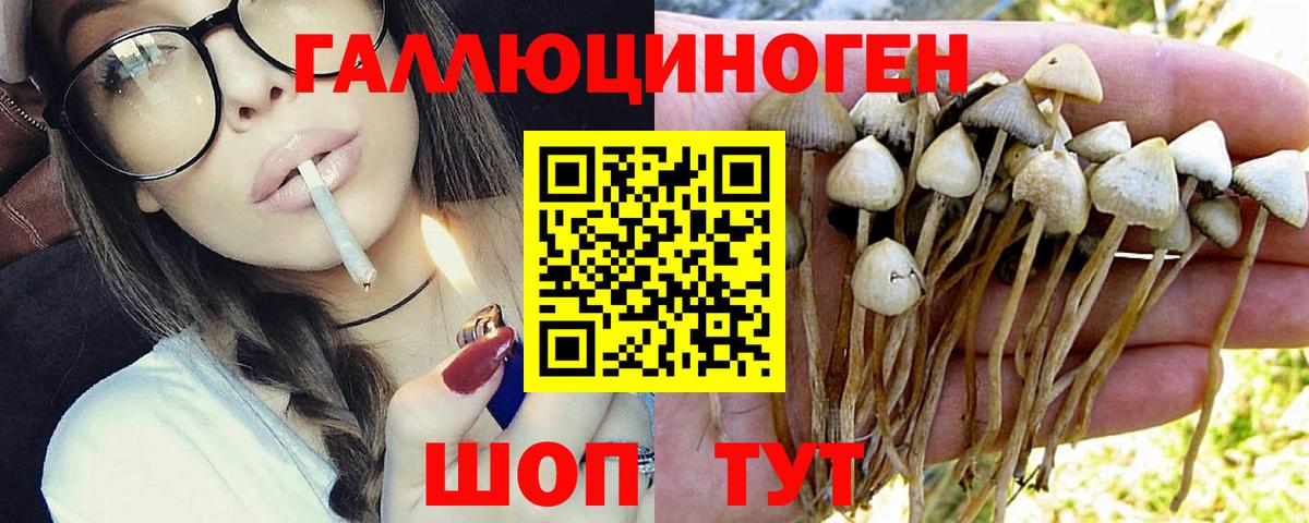 Галлюциногенные грибы прущие грибы  Вход с VPN  Щёкино 