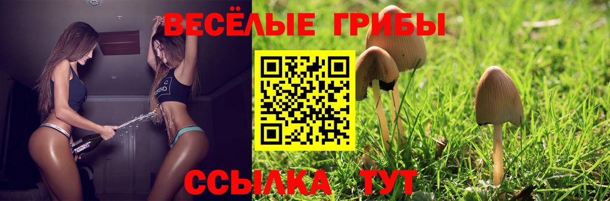 Псилоцибиновые грибы Psilocybe Щёкино